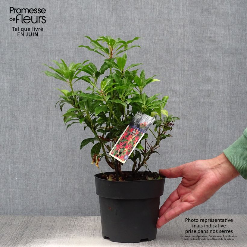 Spécimen de Andromède du Japon - Pieris japonica Forest Flame Pot de 2L/3L tel que livré en été