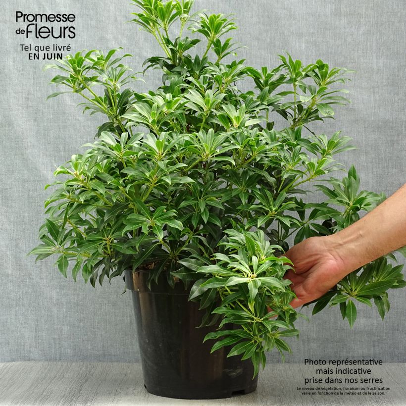 Spécimen de Andromède du Japon - Pieris japonica Forest Flame Pot de 7,5L/10L tel que livré en été