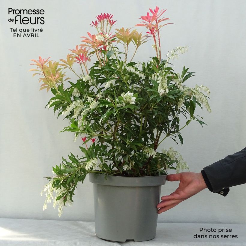 Spécimen de Andromède du Japon - Pieris japonica Forest Flame tel que livré au printemps