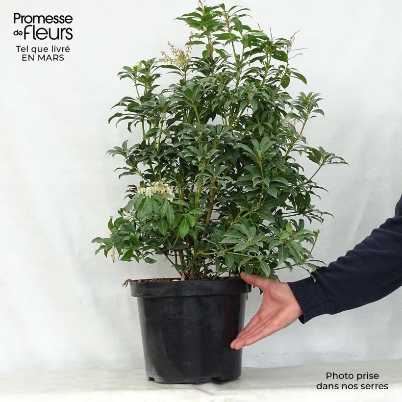 Spécimen de Andromède du Japon - Pieris Japonica Mountain Fire en pot de 2/3L tel que livré au printemps