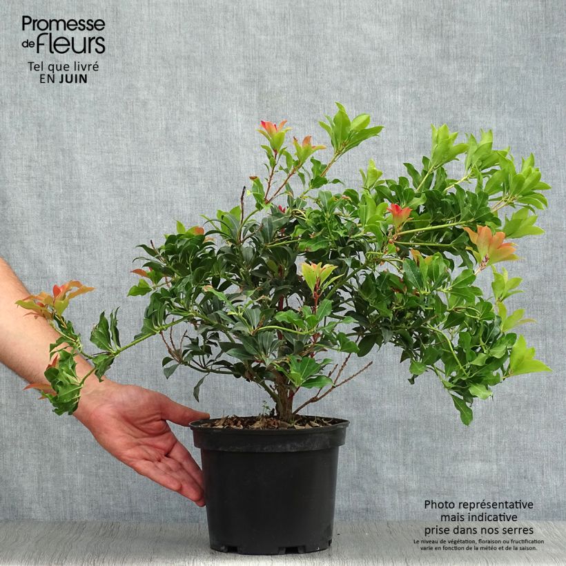 Spécimen de Andromède du Japon - Pieris Japonica Mountain Fire Pot de 4L/5L tel que livré en été