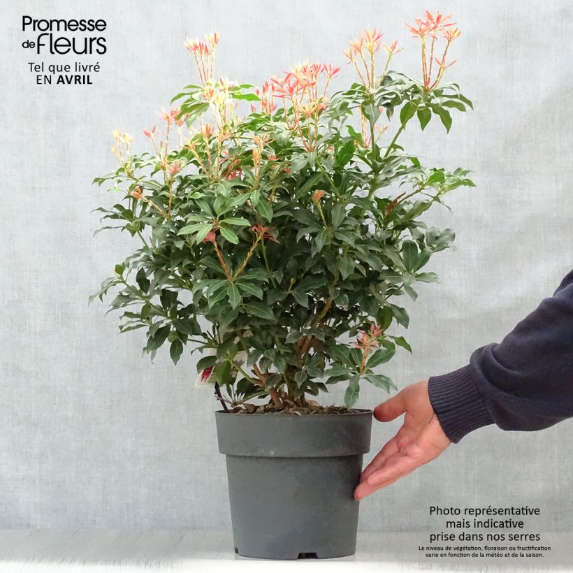 Spécimen de Andromède du Japon - Pieris Japonica Mountain Fire tel que livré au printemps