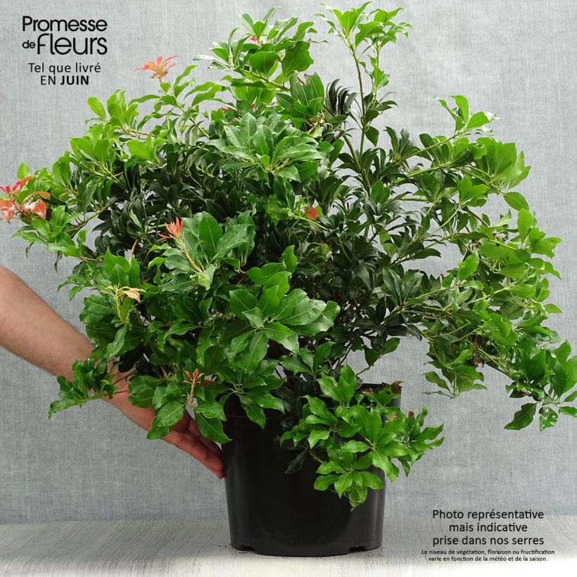 Spécimen de Andromède du Japon - Pieris Japonica Mountain Fire Pot de 7,5L/10L tel que livré en été