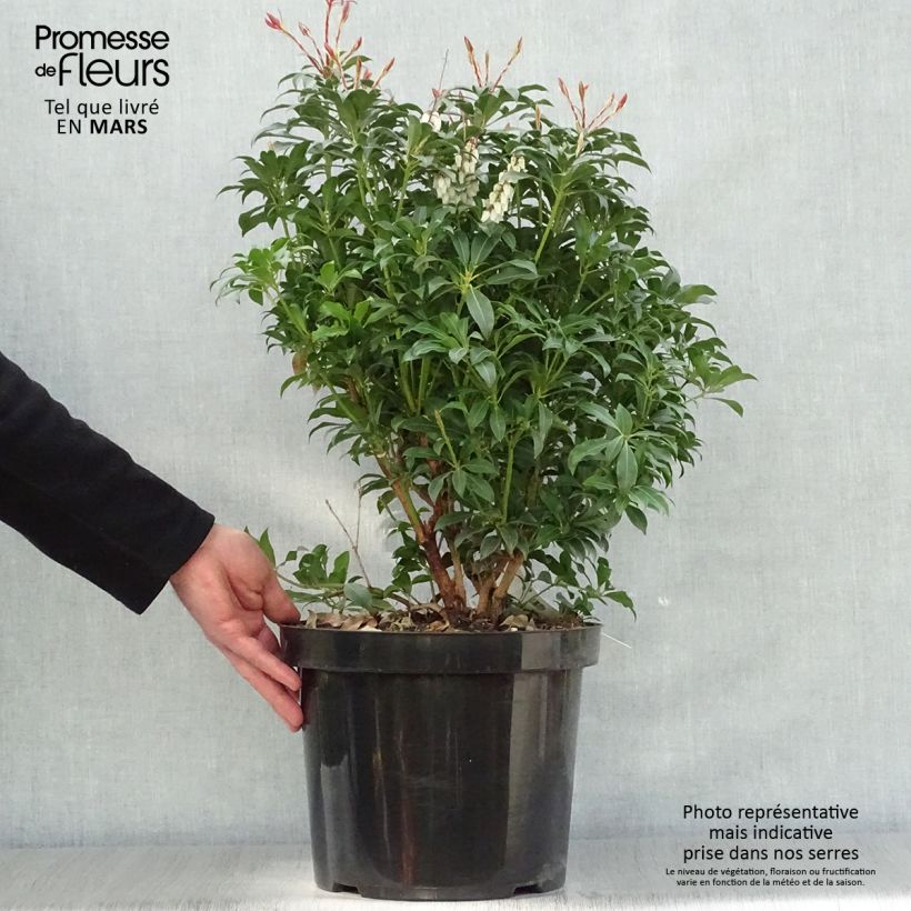 Spécimen de Andromède du Japon - Pieris Japonica Mountain Fire Pot de 7,5L/10LHauteur livrée env. 50/60cm tel que livré au printemps