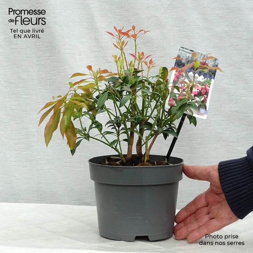 Spécimen de Andromède du Japon - Pieris Japonica Valley Valentine 20/30cm en pot de 2L/3L tel que livré au printemps