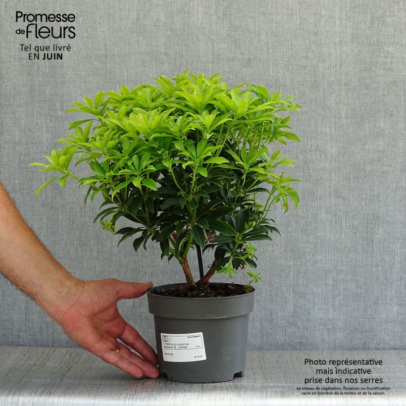 Spécimen de Andromède du Japon - Pieris Japonica Valley Valentine Pot de 2L/3L tel que livré en été