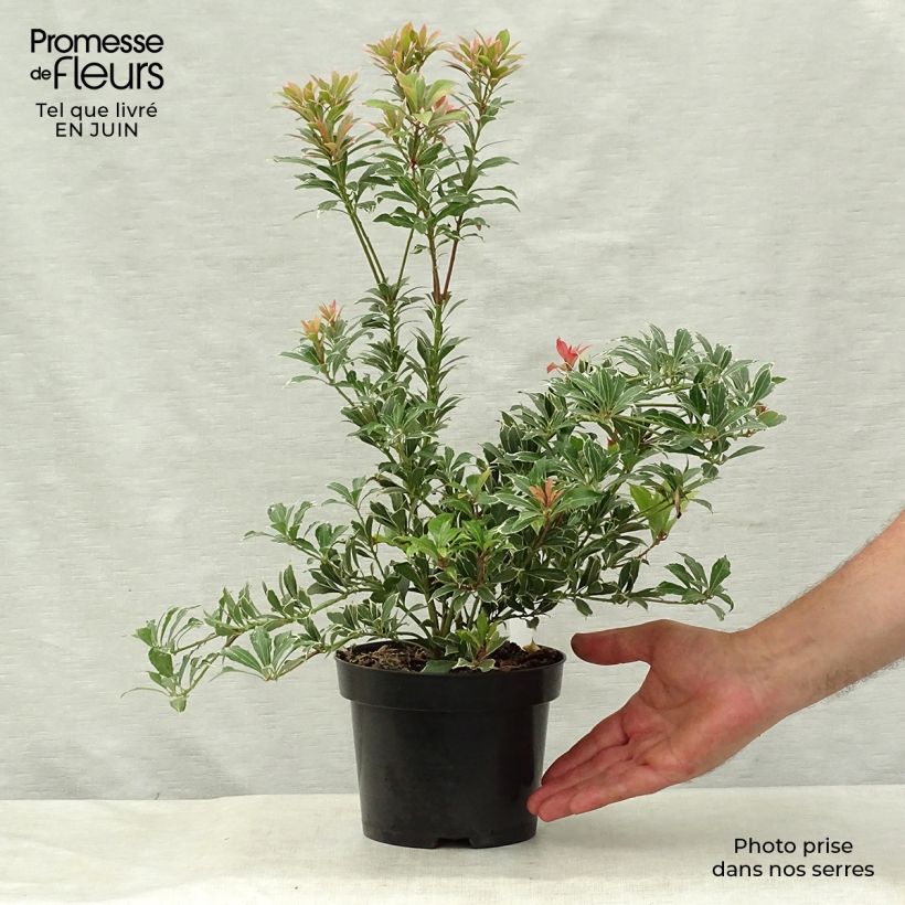 Spécimen de Andromède du Japon - Pieris japonica Carnaval Pot de 2L/3L tel que livré en été