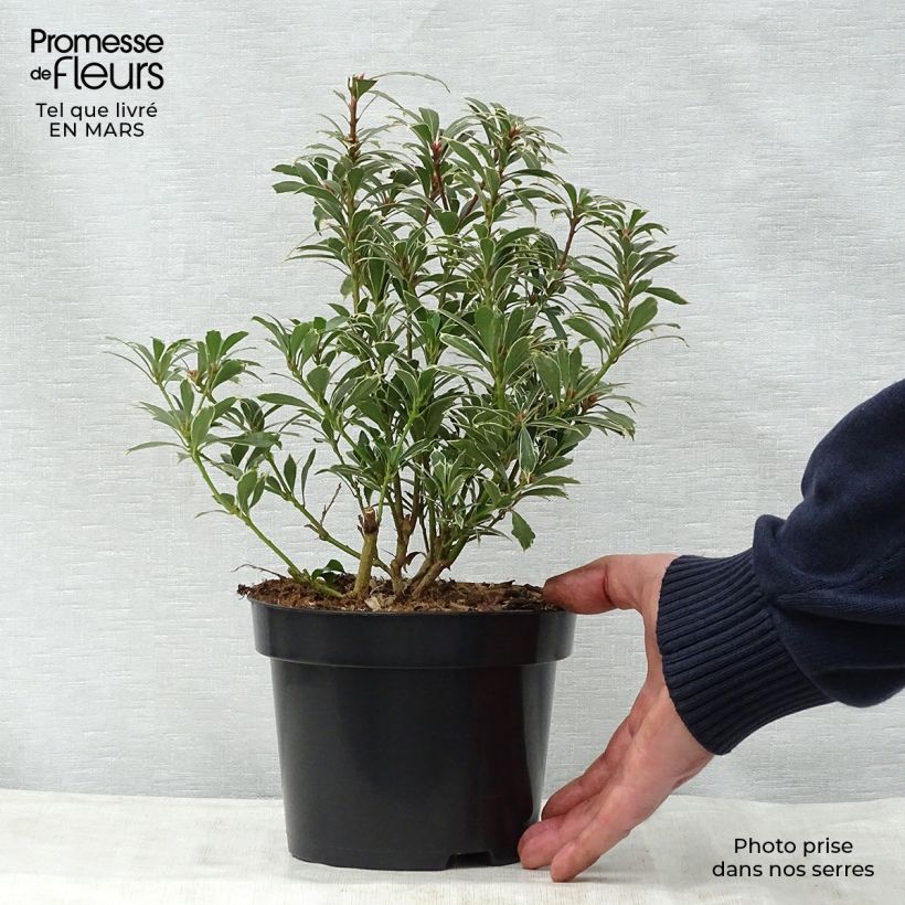 Spécimen de Andromède du Japon - Pieris japonica Carnaval Pot de 2L/3L tel que livré au printemps