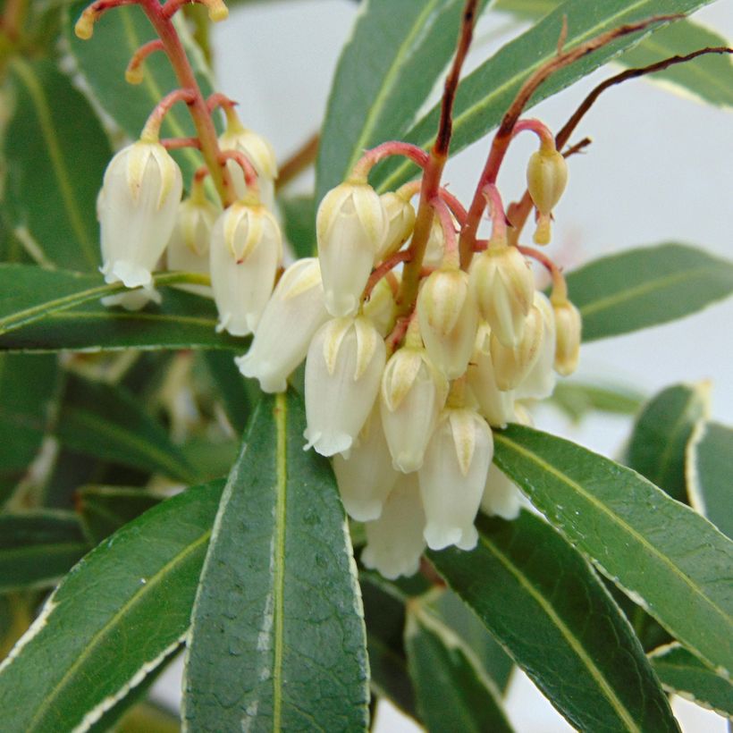 Andromède du Japon - Pieris japonica Flaming Silver (Floraison)