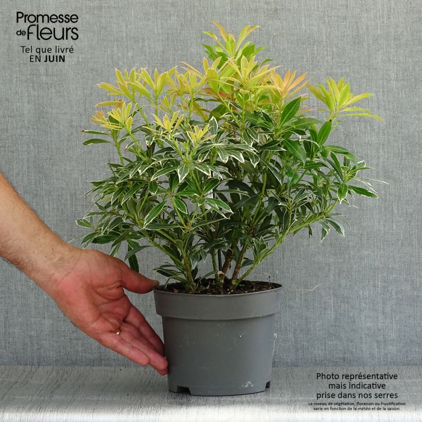 Spécimen de Andromède du Japon - Pieris japonica Flaming Silver Pot de 2L/3L tel que livré en été