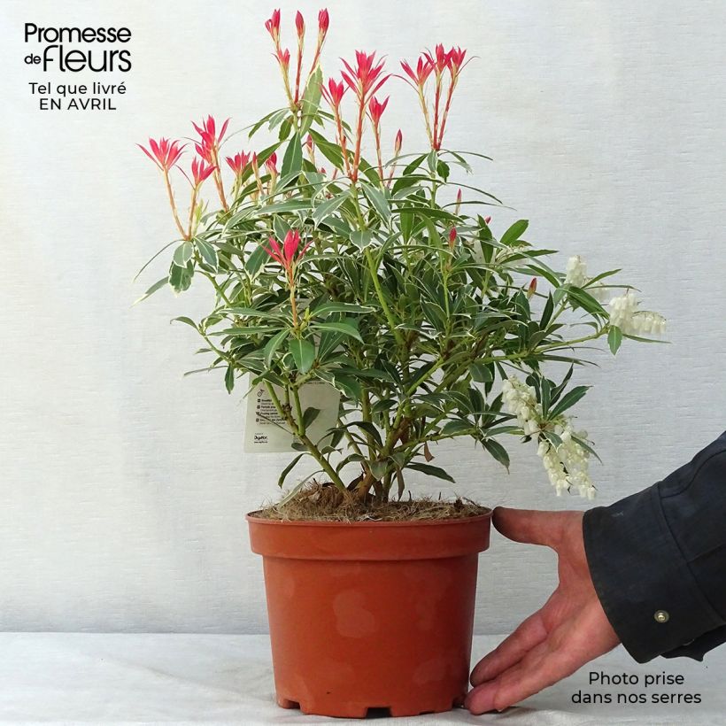 Spécimen de Andromède du Japon - Pieris japonica Flaming Silver en pot de 2-3L tel que livré au printemps