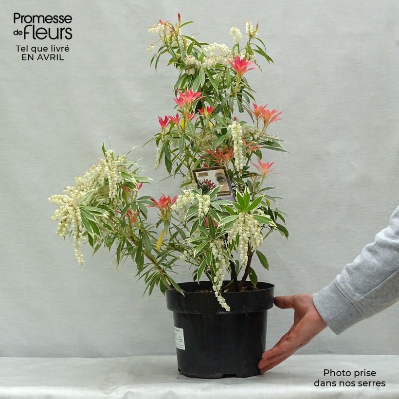 Spécimen de Andromède du Japon - Pieris japonica Flaming Silver en pot de 4L/5L tel que livré au printemps
