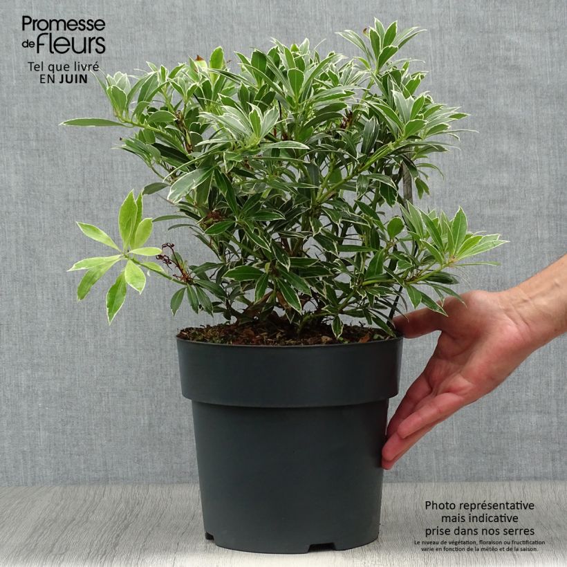 Spécimen de Andromède du Japon - Pieris japonica Flaming Silver Pot de 4L/5L tel que livré en été