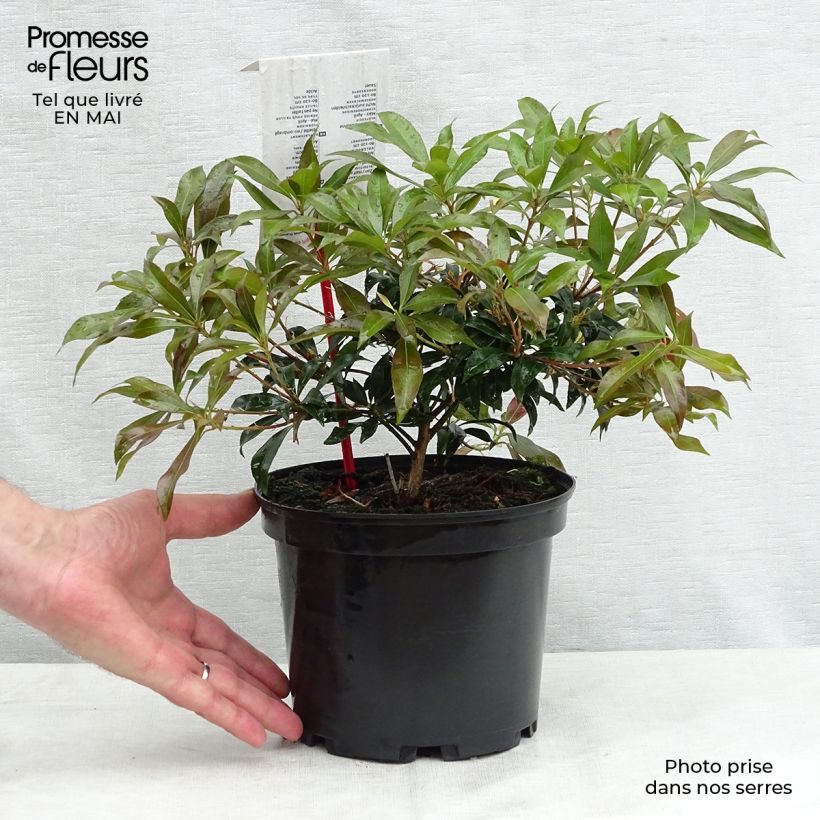 Spécimen de Andromède du Japon - Pieris japonica Katsura en pot de 2L/3L tel que livré au printemps