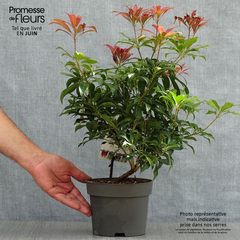 Spécimen de Andromède du Japon - Pieris japonica Katsura Pot de 2L/3L tel que livré en été