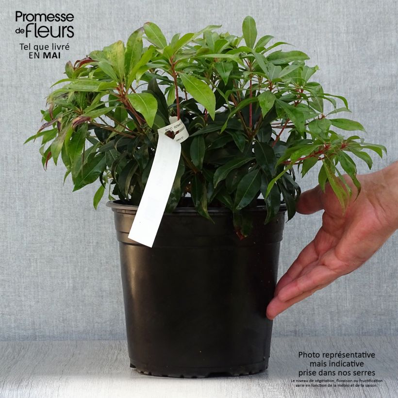 Spécimen de Andromède du Japon - Pieris japonica Katsura en pot de 4/5L tel que livré au printemps