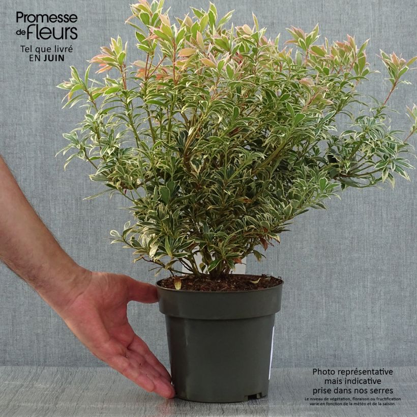 Spécimen de Andromède du Japon - Pieris japonica Little Frosty Pot de 2L/3L tel que livré en été