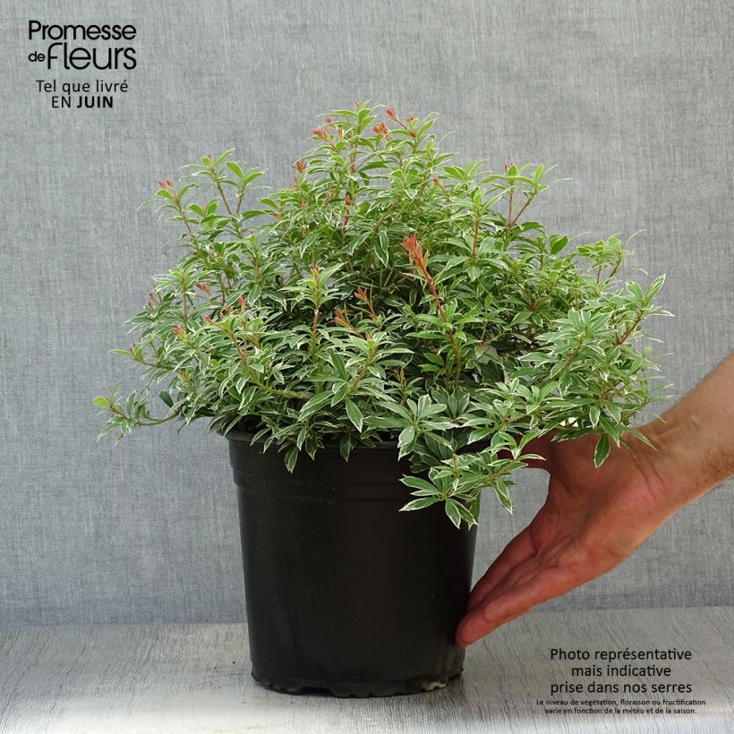 Spécimen de Andromède du Japon - Pieris japonica Little Goldy Pot de 4L/5L tel que livré en été