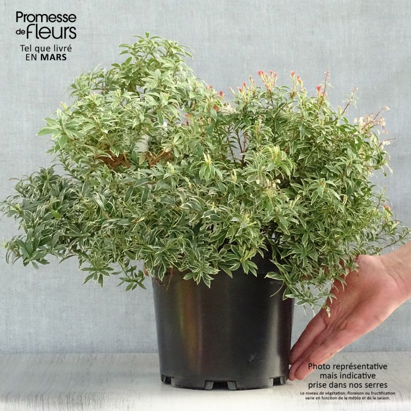 Spécimen de Andromède du Japon - Pieris japonica Little Goldy Pot de 4L/5L tel que livré au printemps
