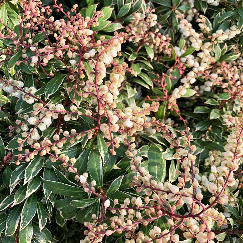 Andromède du Japon - Pieris japonica Little Goldy (Floraison)