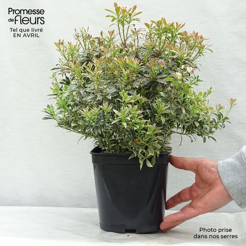 Spécimen de Andromède du Japon - Pieris japonica Little Heath en pot de 2/3L tel que livré au printemps