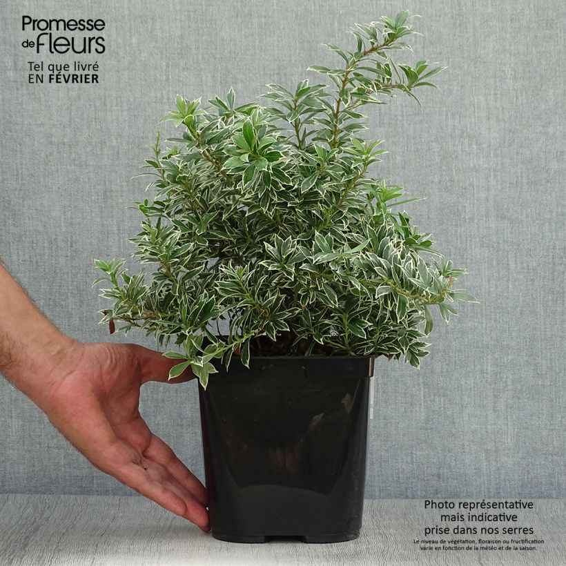 Spécimen de Andromède du Japon - Pieris japonica Little Heath Variegata Pot de 2L/3L tel que livré en automne