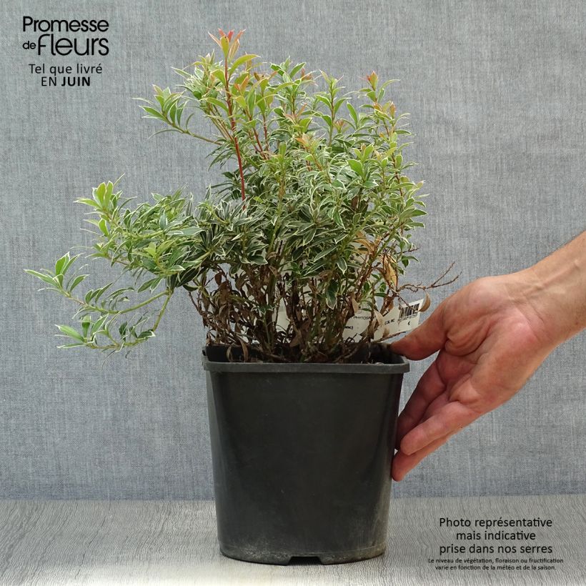 Spécimen de Andromède du Japon - Pieris japonica Little Heath Variegata Pot de 2L/3L tel que livré en été
