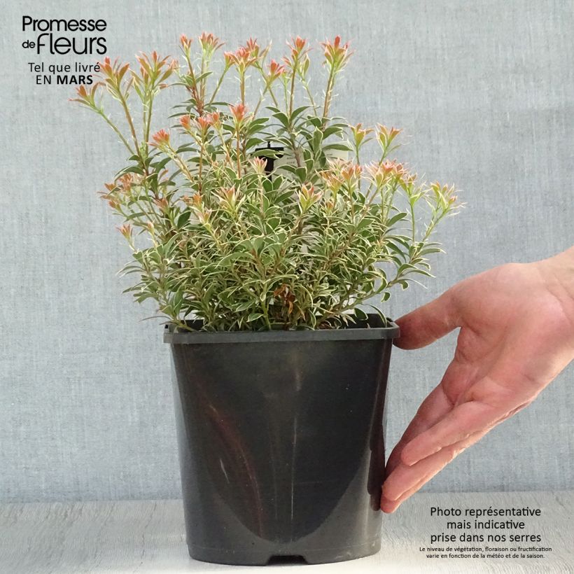 Spécimen de Andromède du Japon - Pieris japonica Little Heath Variegata en pot de 2l/3l - 99392 tel que livré au printemps