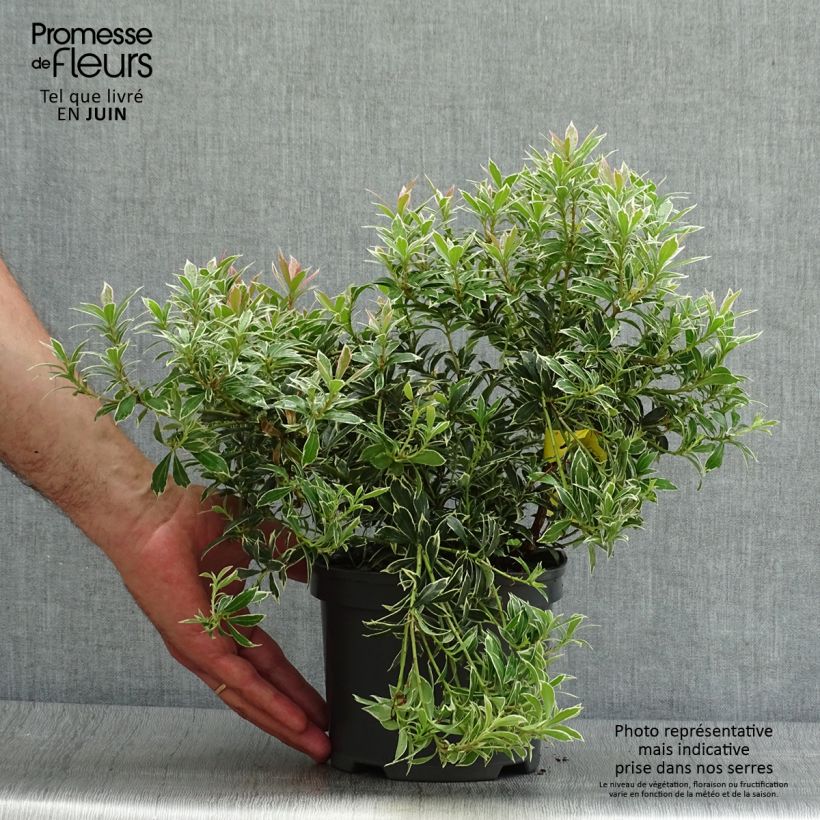 Spécimen de Andromède du Japon - Pieris japonica Little Heath Pot de 2L/3L tel que livré en été