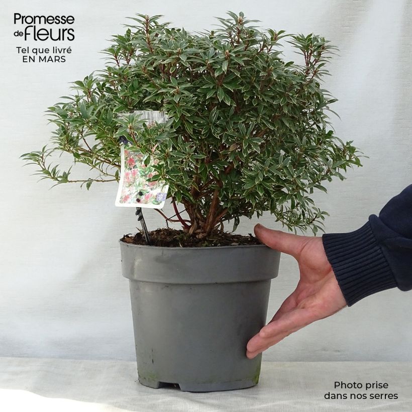 Spécimen de Andromède du Japon - Pieris japonica Little Heath en pot de 4L/5L tel que livré au printemps