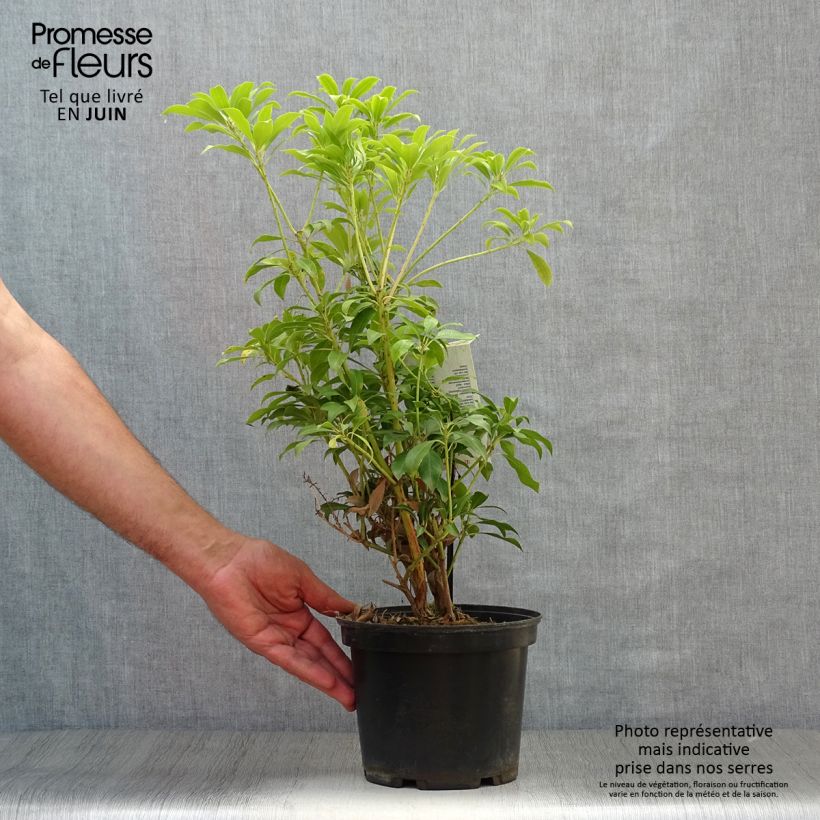 Spécimen de Andromède du Japon - Pieris japonica Passion Pot de 2L/3L tel que livré en été
