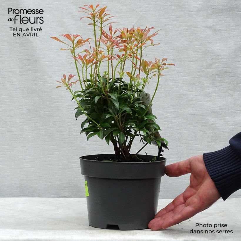 Spécimen de Andromède du Japon - Pieris japonica Passion en pot de 2/3L tel que livré au printemps