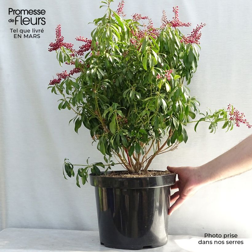 Spécimen de Andromède du Japon - Pieris japonica Passion en pot de 6L/7L tel que livré au printemps