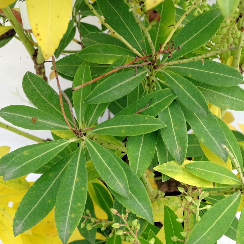 Andromède du Japon - Pieris japonica Purity (Feuillage)