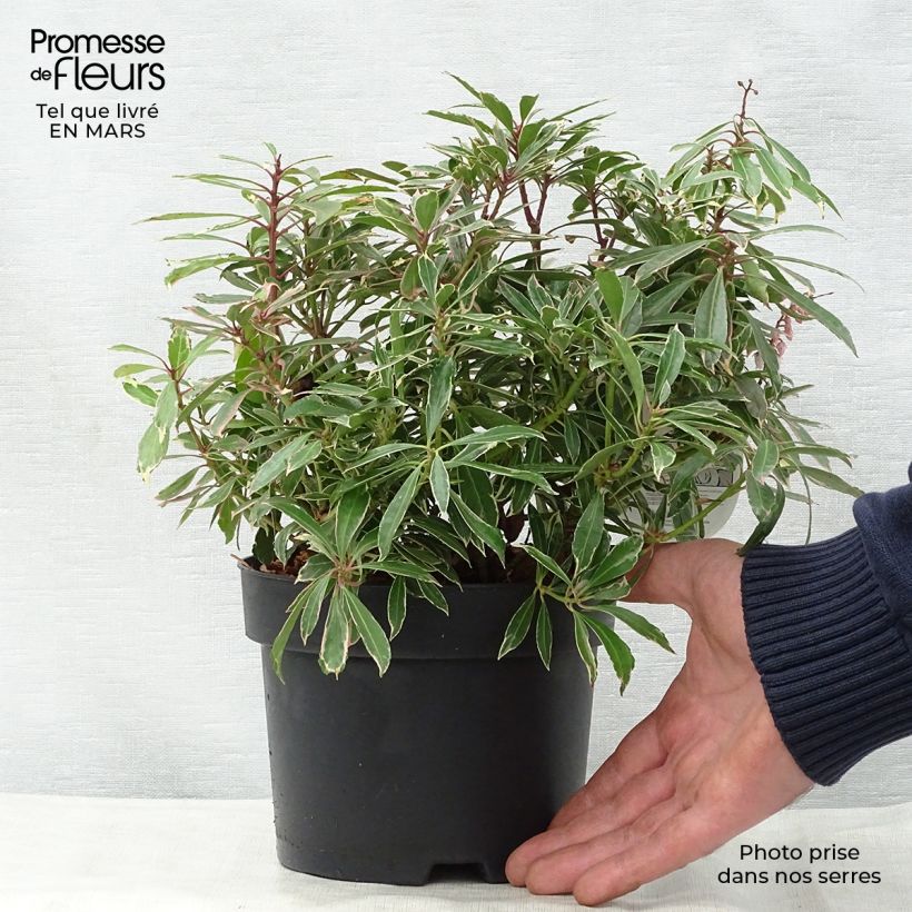 Spécimen de Andromède du Japon - Pieris japonica Ralto Rose ('Opstal10'PBR)  Pot de 2L/3L tel que livré au printemps