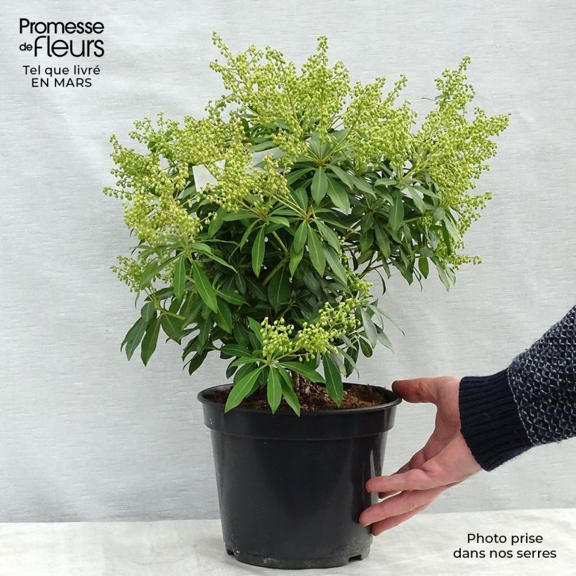 Spécimen de Andromède du Japon - Pieris japonica Sarabande Pot de 4L/5L tel que livré au printemps