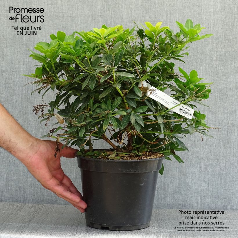 Spécimen de Andromède du Japon - Pieris japonica Sarabande Pot de 3L/4L tel que livré en été