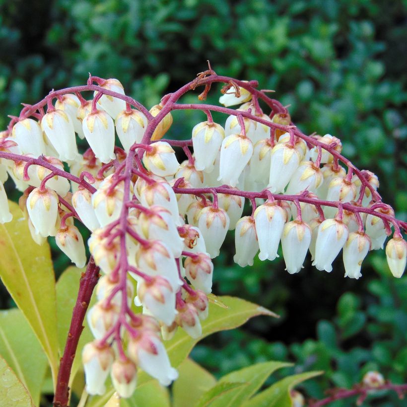 Andromède du Japon - Pieris Japonica Mountain Fire (Floraison)