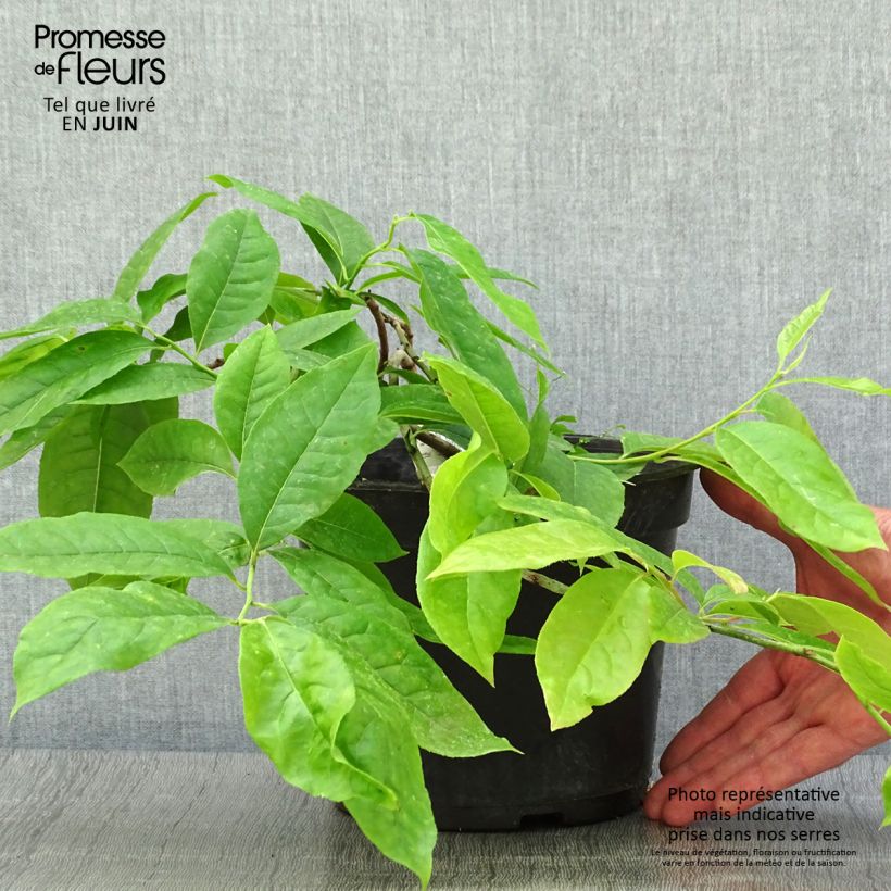 Spécimen de Andromède en arbre - Oxydendron arboreum Pot de 4L/5L tel que livré en été