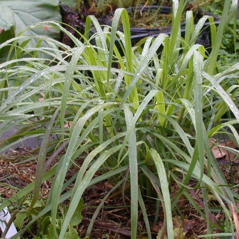 Citronnelle de Madagascar - Cymbopogon citratus en plants (Feuillage)