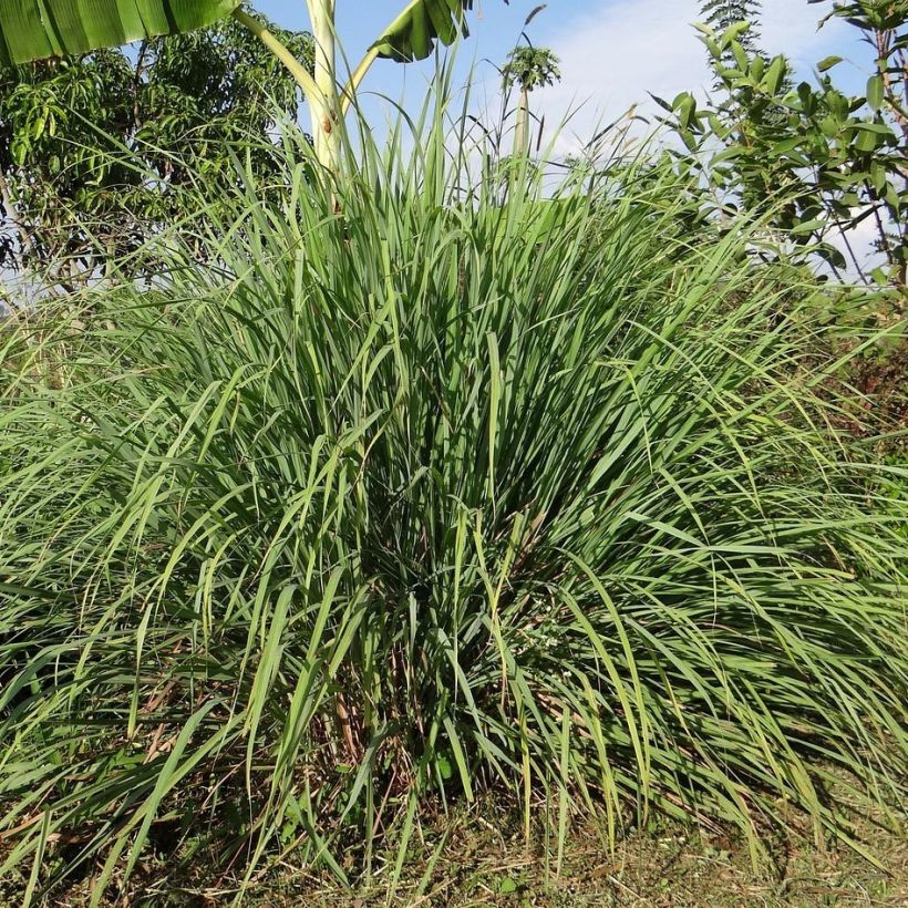 Citronnelle de Madagascar - Cymbopogon citratus en plants (Port)