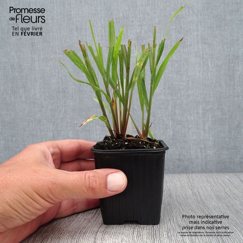 Spécimen de Andropogon gerardii Blackhawks Godet de 8/9 cm tel que livré au printemps
