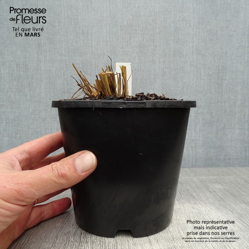Spécimen de Andropogon gerardii Blackhawks - pot de 2L/3L tel que livré au printemps
