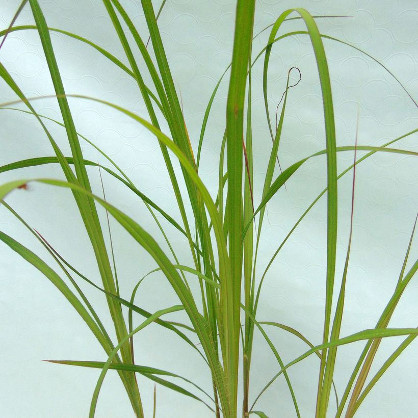 Andropogon gerardii Prairie Sommer (Feuillage)