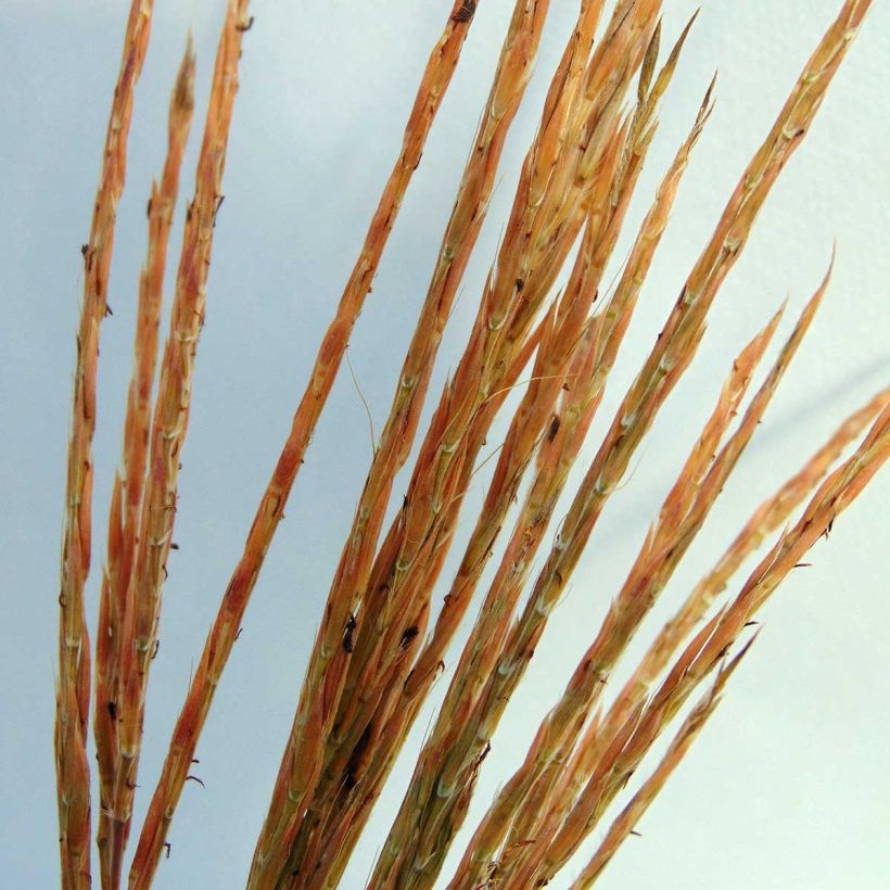 Andropogon gerardii Prairie Sommer (Floraison)