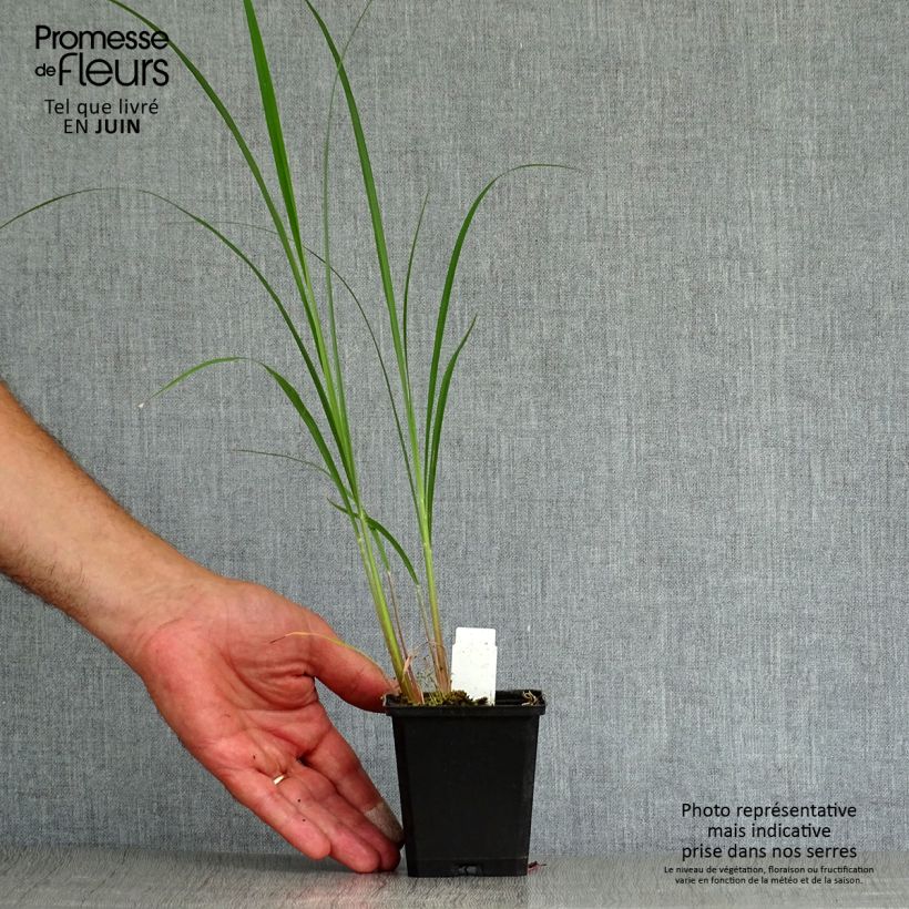 Spécimen de Andropogon gerardii Prairie Sommer Godet de 8/9 cm tel que livré en été