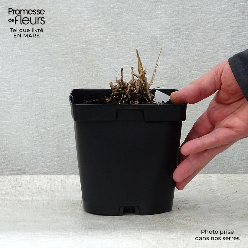 Spécimen de Andropogon gerardii Prairie Sommer en pot de 2/3L tel que livré au printemps