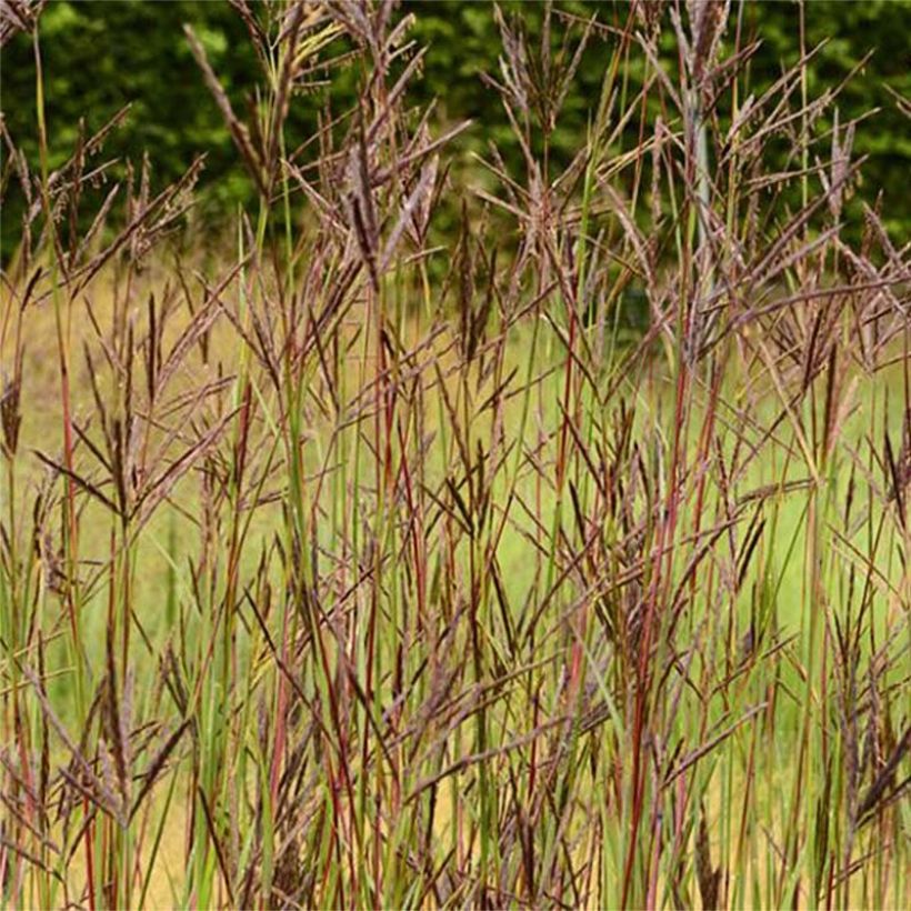 Andropogon hallii Purple Konza (Floraison)