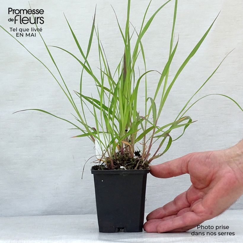Spécimen de Andropogon hallii Purple Konza Godet de 9cm tel que livré au printemps