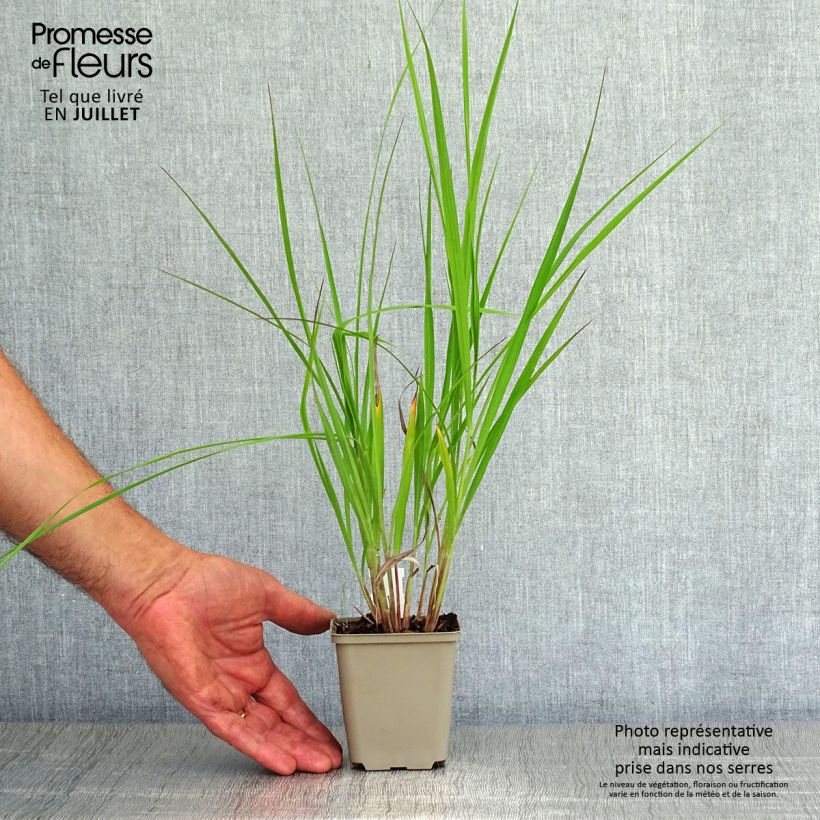 Spécimen de Andropogon hallii Purple Konza Godet de 8/9 cm tel que livré en été